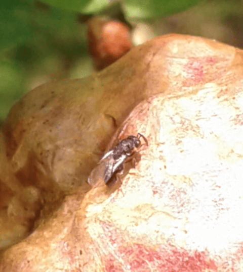 Galle su quercia: Cynipidae, Biorhiza pallida (forma sessuata) e sue specie parassite